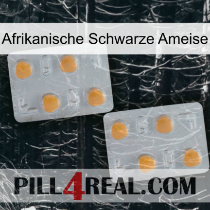 African Black Ant 25